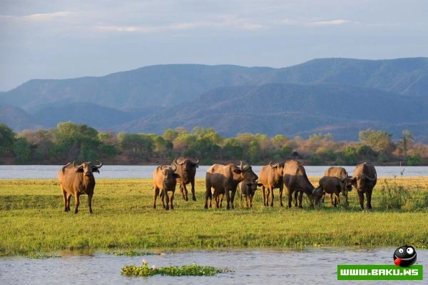Chongwe River – особняк в аренду в африканском Национальном парке Chongwe River – особняк в аренду в африканском Национальном парке