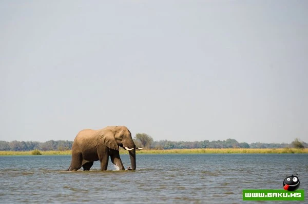 Chongwe River – особняк в аренду в африканском Национальном парке Chongwe River – особняк в аренду в африканском Национальном парке