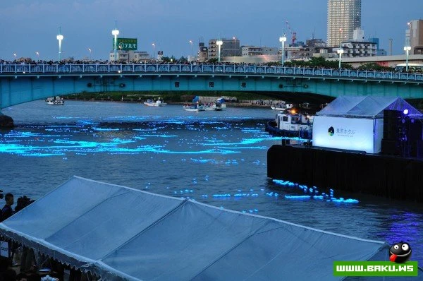 Фестиваль светлячков в Токио [Tokyo Hotaru Festival 2012]