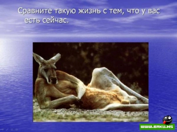 Если вам надоела ваша работа? [25 фото]