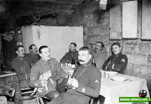 Кошки на войне