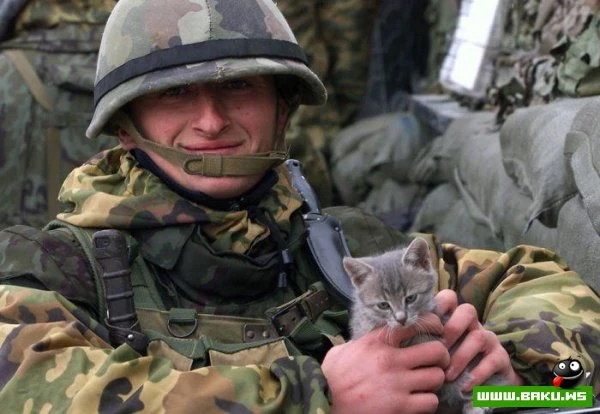 Кошки на войне