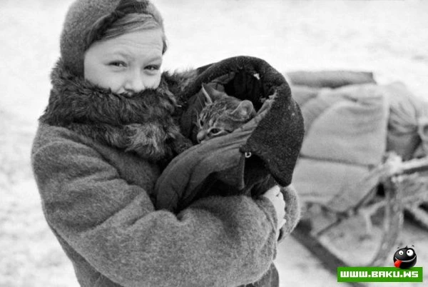 Кошки на войне