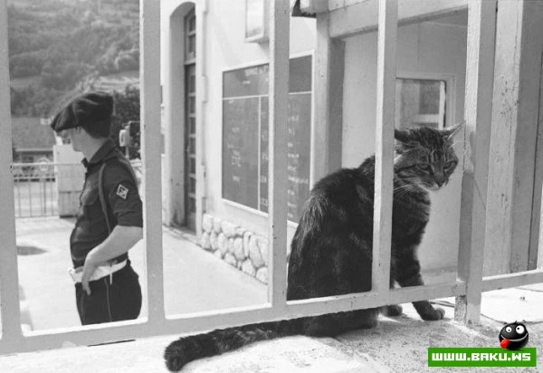 Кошки на войне