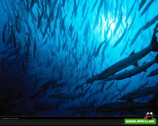 Планета Земля в синем цвете National Geographic