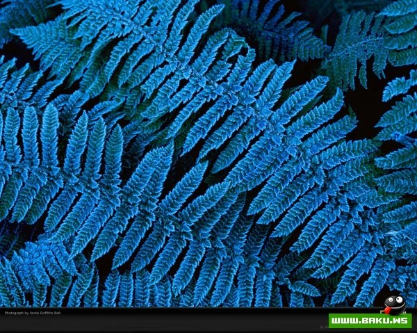 Планета Земля в синем цвете National Geographic