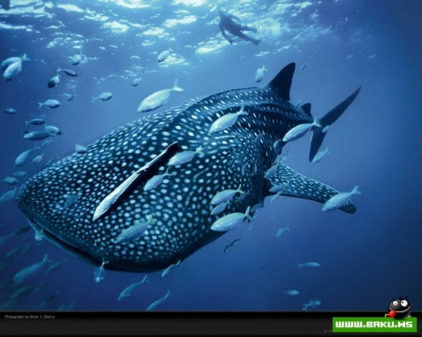 Планета Земля в синем цвете National Geographic