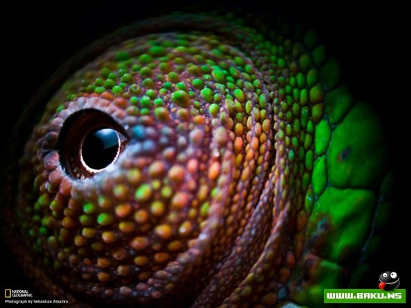 Лучшие фотографии недели от National Geographic