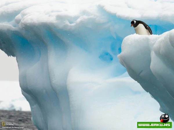 Лучшие фотографии недели от National Geographic