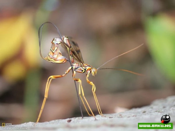 Лучшие фотографии недели от National Geographic