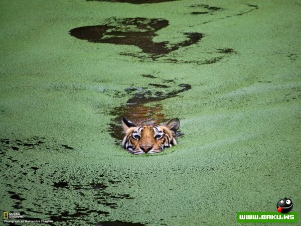 Лучшие фотографии недели от National Geographic