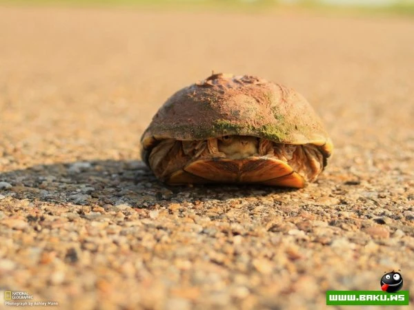 Лучшие фотографии недели от National Geographic