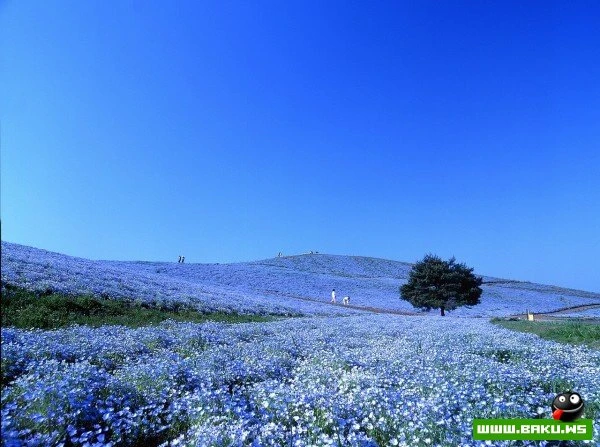 Рассветная страна цветов «Hitachi Seaside Park»