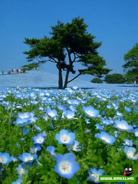Рассветная страна цветов «Hitachi Seaside Park»