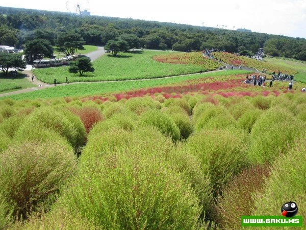 Рассветная страна цветов «Hitachi Seaside Park»