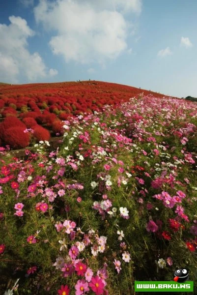 Рассветная страна цветов «Hitachi Seaside Park»