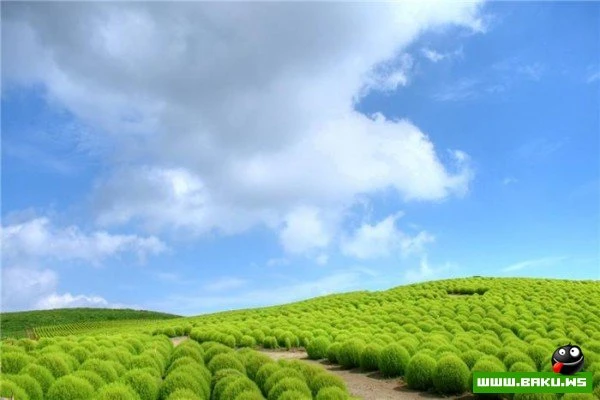 Рассветная страна цветов «Hitachi Seaside Park»