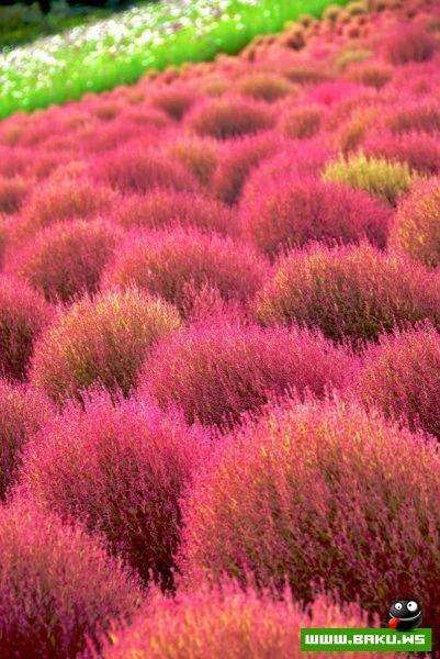 Рассветная страна цветов «Hitachi Seaside Park»