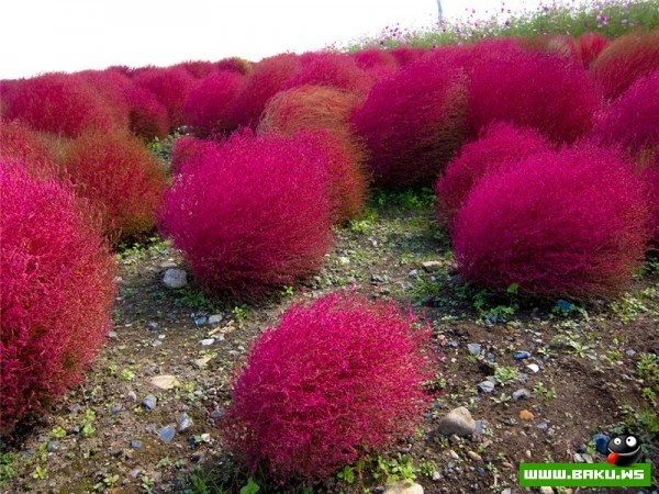 Рассветная страна цветов «Hitachi Seaside Park»