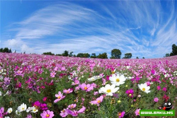 Рассветная страна цветов «Hitachi Seaside Park»