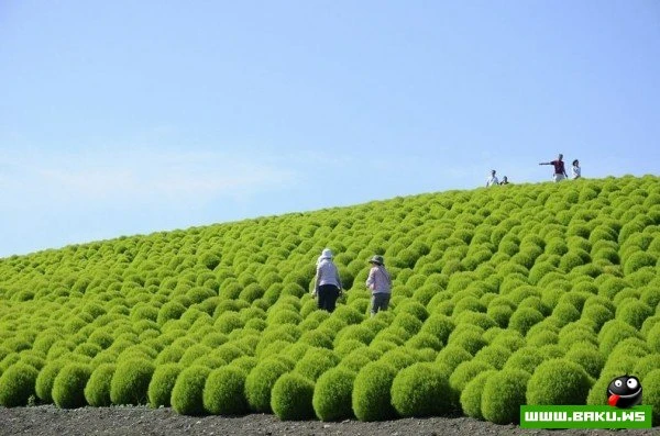 Рассветная страна цветов «Hitachi Seaside Park»