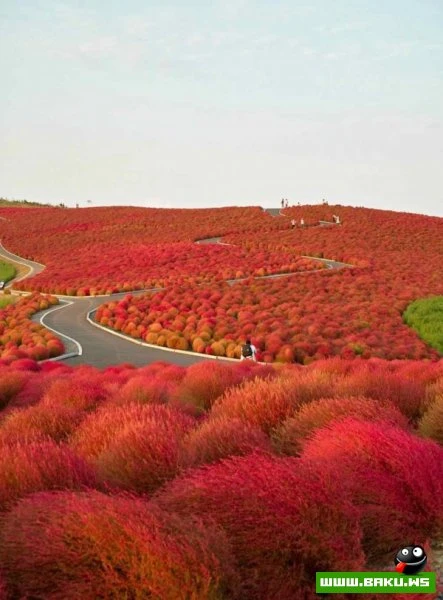 Рассветная страна цветов «Hitachi Seaside Park»