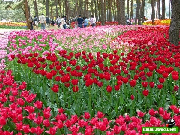 Рассветная страна цветов «Hitachi Seaside Park»