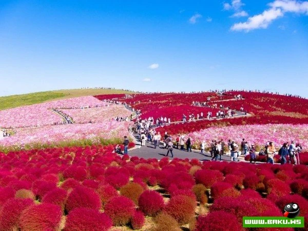 Рассветная страна цветов «Hitachi Seaside Park»