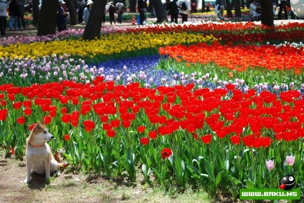 Рассветная страна цветов «Hitachi Seaside Park»