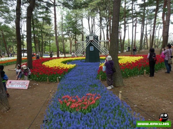 Рассветная страна цветов «Hitachi Seaside Park»