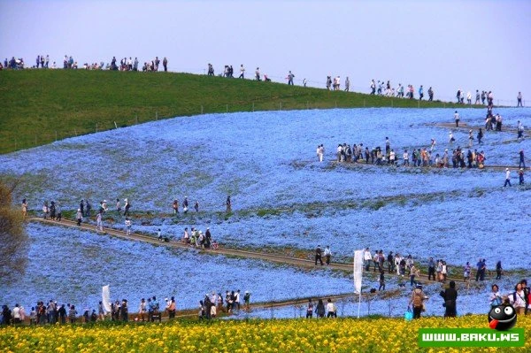 Рассветная страна цветов «Hitachi Seaside Park»