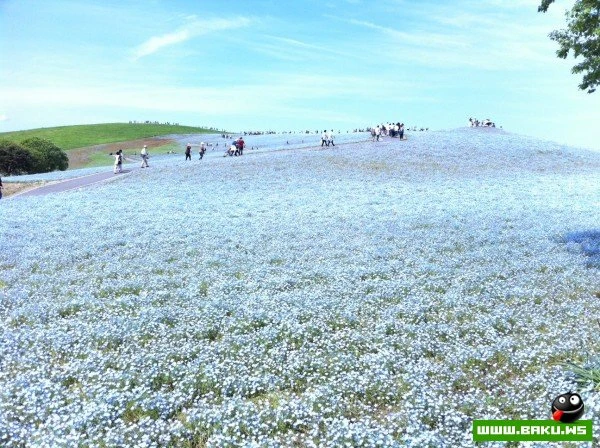 Рассветная страна цветов «Hitachi Seaside Park»
