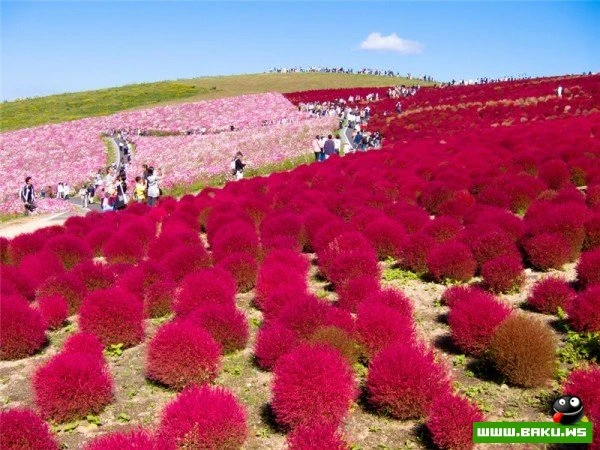 Рассветная страна цветов «Hitachi Seaside Park»