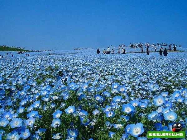 Рассветная страна цветов «Hitachi Seaside Park»