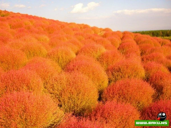 Рассветная страна цветов «Hitachi Seaside Park»