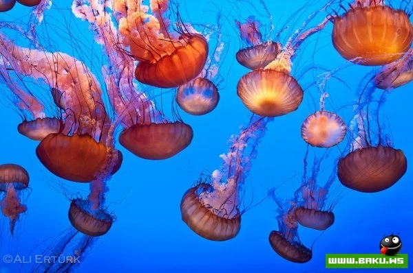 Завораживающие фотопейзажи Али Эртюрка