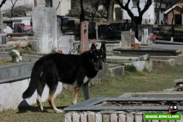 Самый верный друг