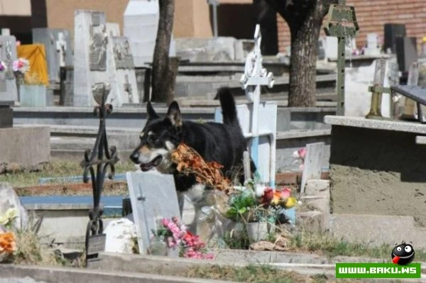 Самый верный друг