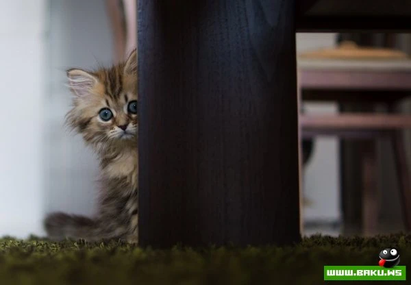 Самый симпатичный котенок Дейзи