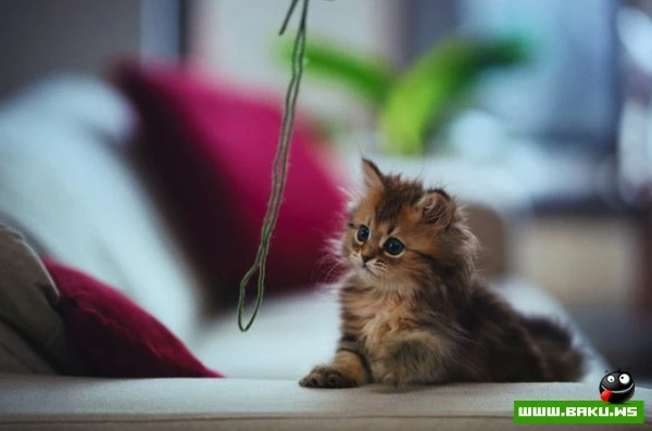 Самый симпатичный котенок Дейзи