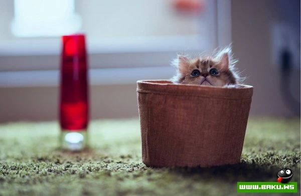 Самый симпатичный котенок Дейзи
