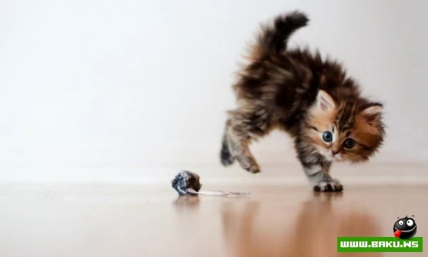 Самый симпатичный котенок Дейзи