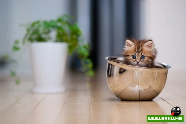 Самый симпатичный котенок Дейзи