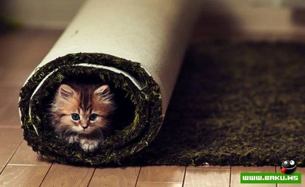 Самый симпатичный котенок Дейзи