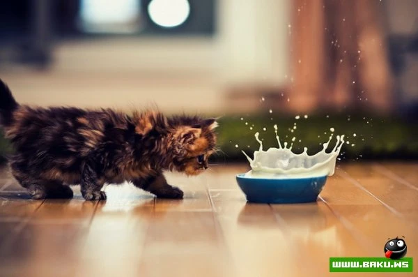 Самый симпатичный котенок Дейзи