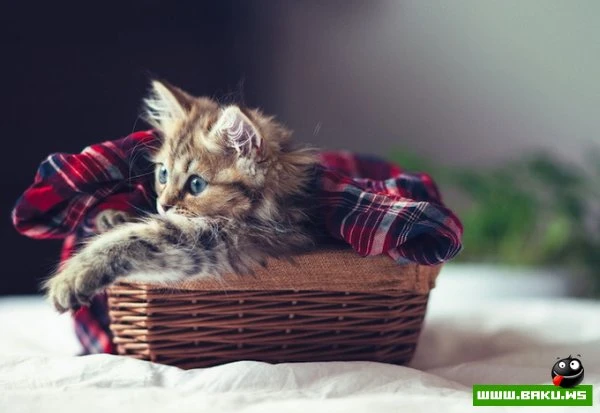 Самый симпатичный котенок Дейзи