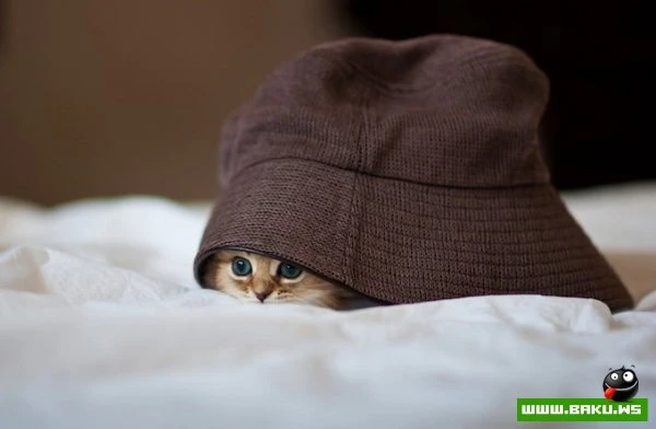 Самый симпатичный котенок Дейзи