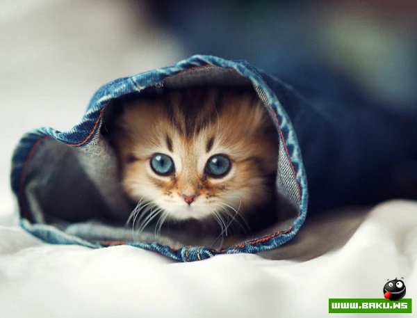 Самый симпатичный котенок Дейзи