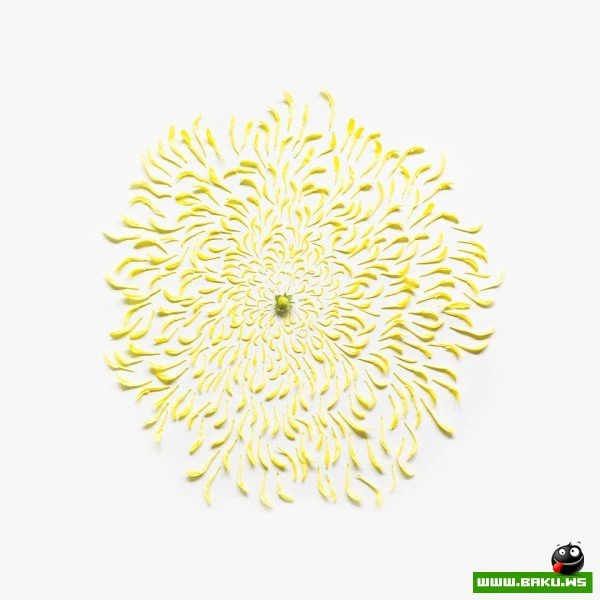 Цветы – модель разборки от Фонг Ци Вэя (Fong Qi Wei)