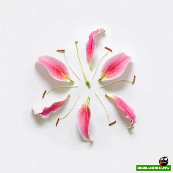 Цветы – модель разборки от Фонг Ци Вэя (Fong Qi Wei)